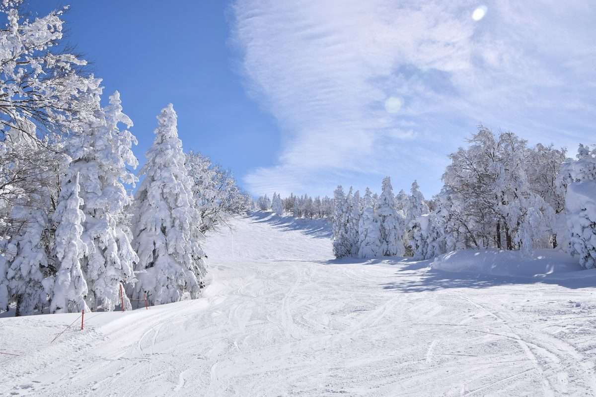 藏王溫泉滑雪場兩側樹木掛滿霧凇的雪道